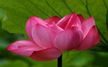 Lớn lên trong mê lầm